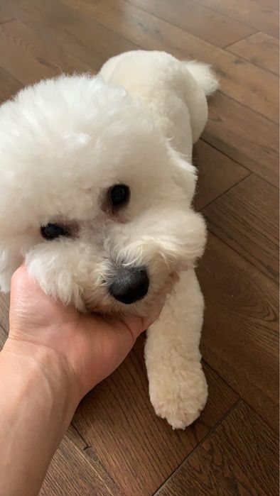 Бішон Фрізе В‘язка