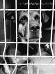 Rottweilerka o charakterze labradora