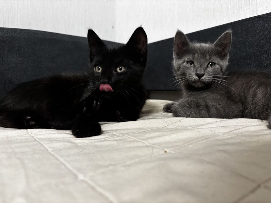 Котики в гарні руки