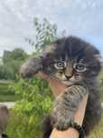 Кошеня скотиш фолд