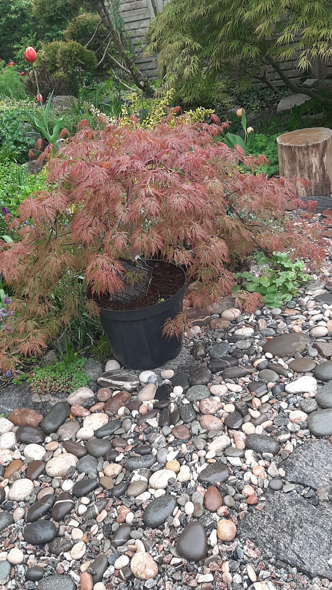 Клен японский(Acer palmatum Orangeola)