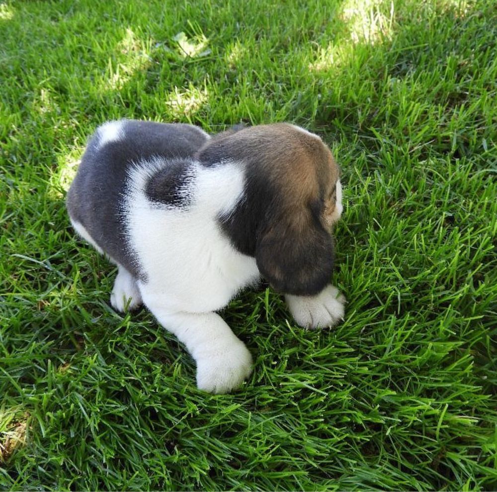 Beagle Tricolor Puro