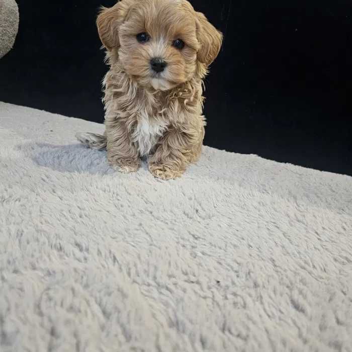 Maltipoo disponível