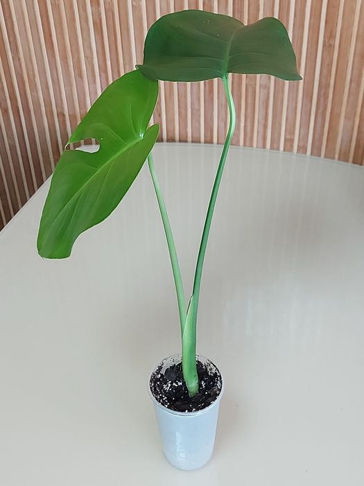 Монстера  делікатесна