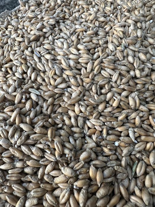 Sprzedam owies jary oraz pszenżyto ozime zbiór 2025