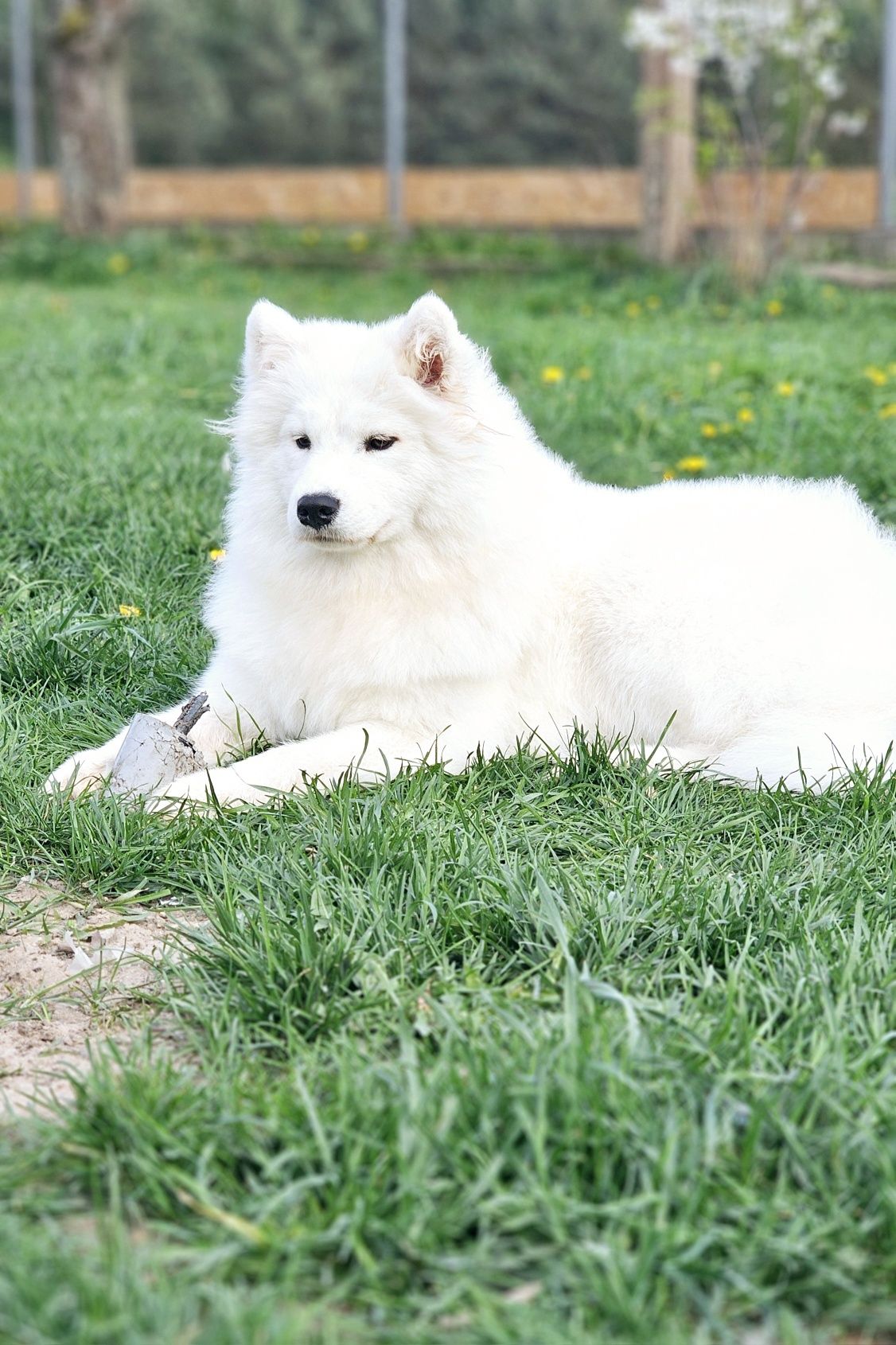 Samoyed, piękna suczka z tegorocznego miotu