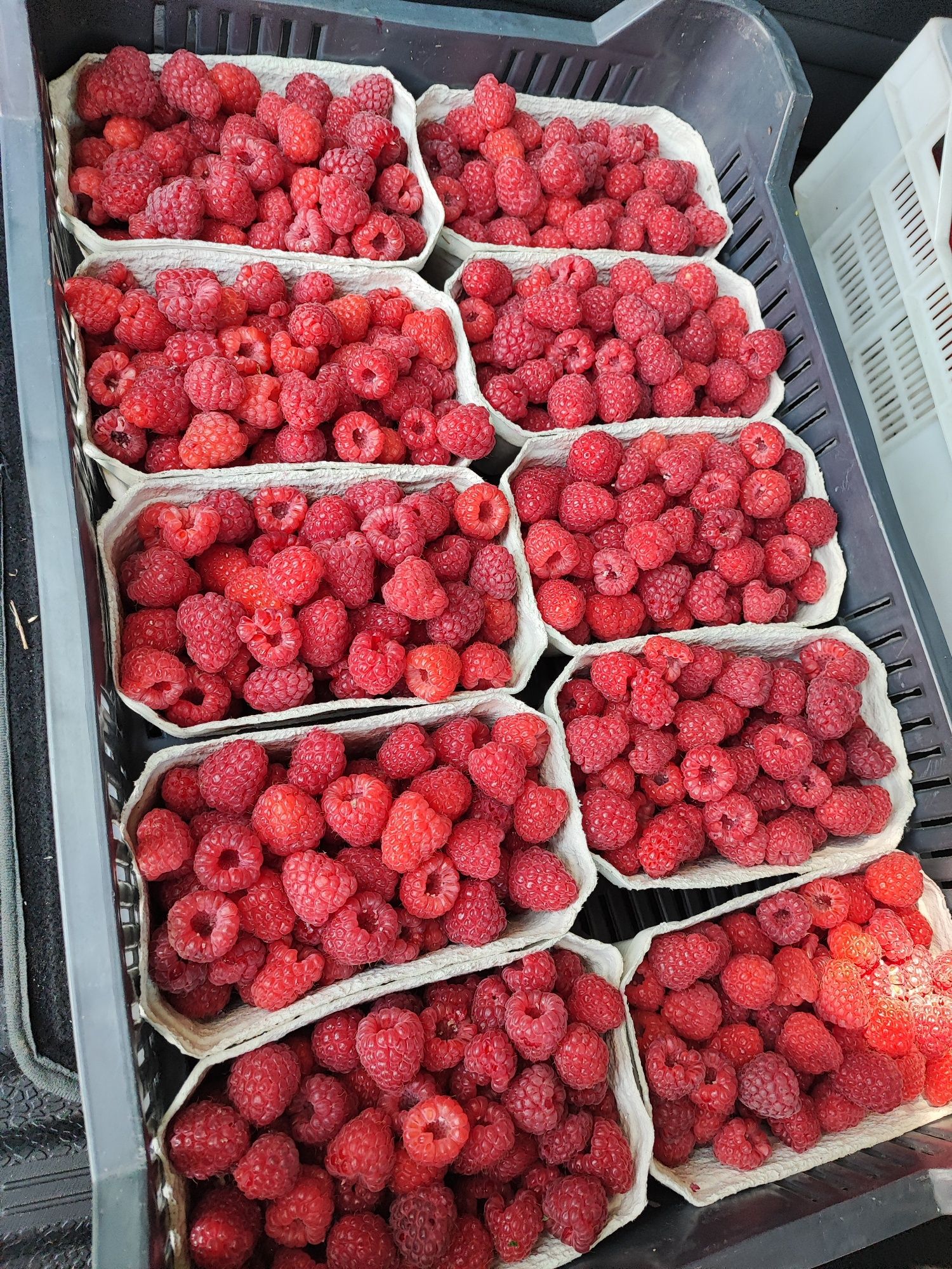 Sprzedam maliny, świeżo zbierane