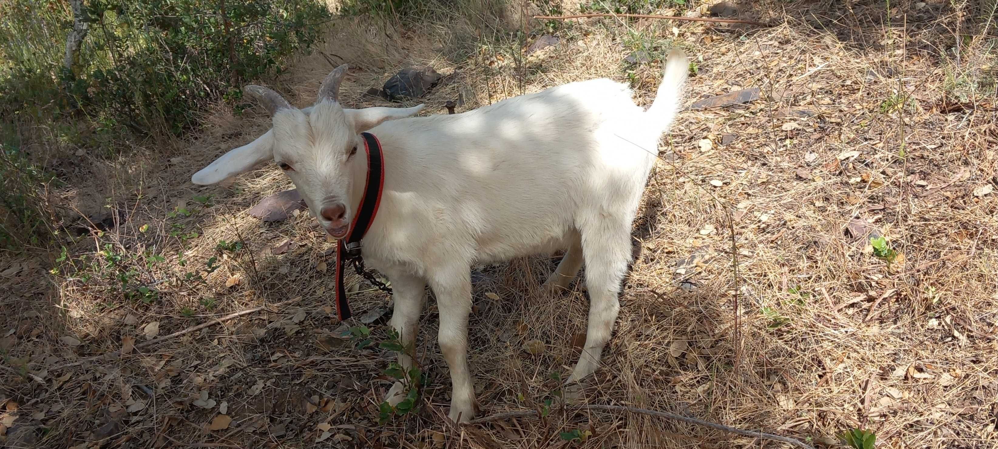 Cabra, macho 5 meses, para criação