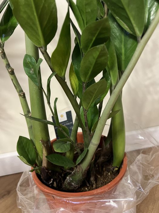 Заміокулькас акційний 105 см