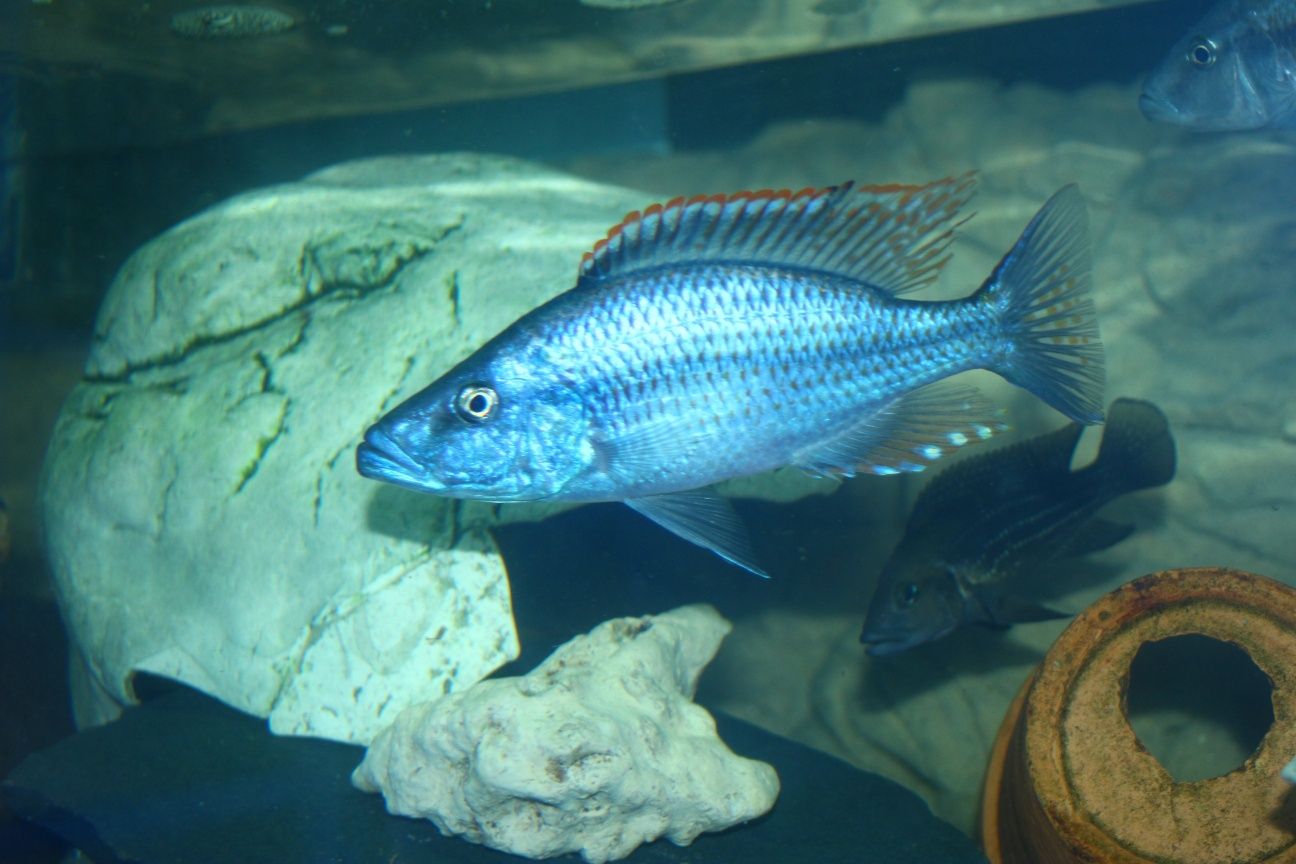 Dimidiochromis compressiceps