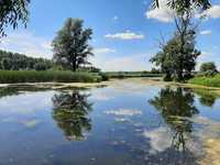 консультации садовый пруд,водные растения,рыбки для пруда,карпы кои