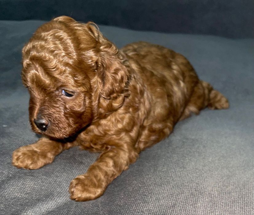 Той пудель Ред Браун міні порода. 2-3 кг.
