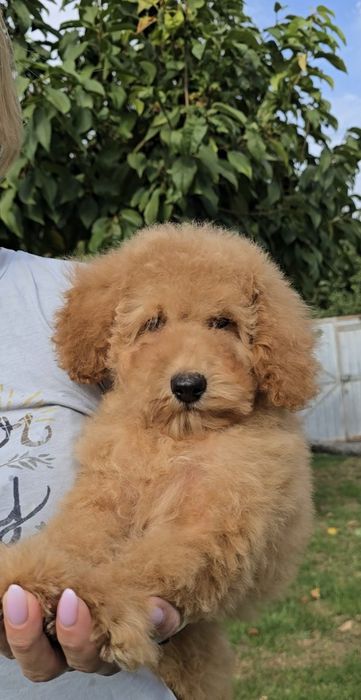 Лялькові кучеряшки.