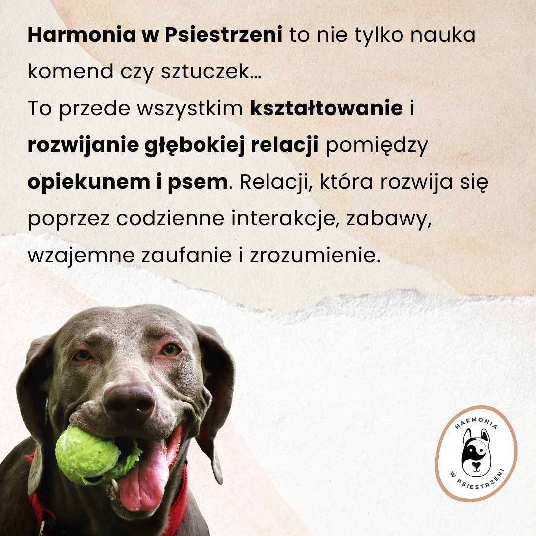 Psy - konsultacje behawioralne, szkolenia, spacery socjalizacyjne