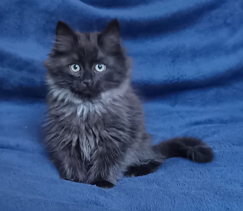 Koty Syberyjskie - LUKSUS ZKolakowegoDomu*PL