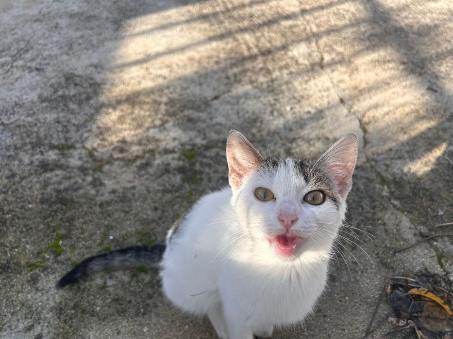 Gata 3 meses para adoção