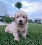 Golden Retriever/ suczka