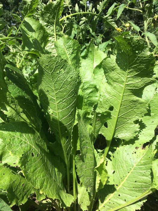 Хрен  Листья на рассаду и для консервации