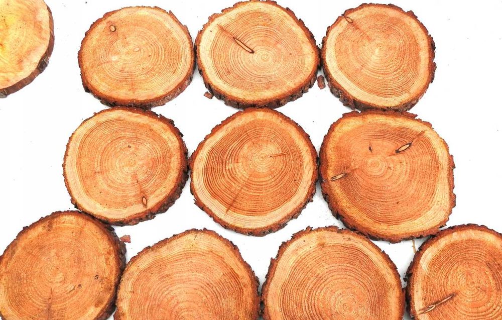 PLASTER DREWNA KRĄŻEK plastry dąb olcha brzoza grab modrzew sosna