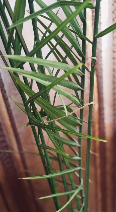 Височезна пальма фінікова 220см