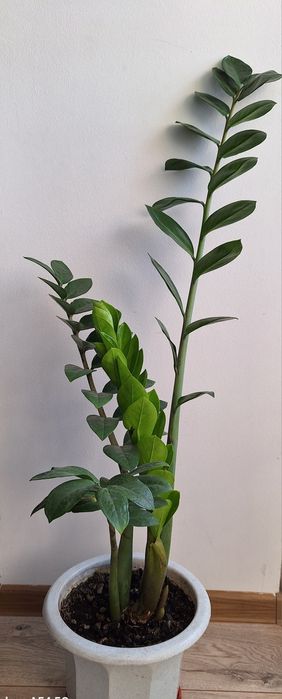 Замиокулькас, заміокулькас,валлютное дерево