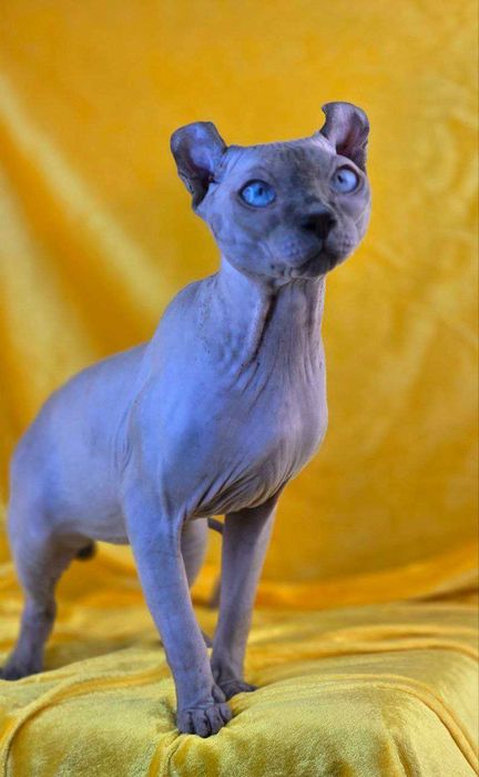 Ельф  шикарний хлопчик