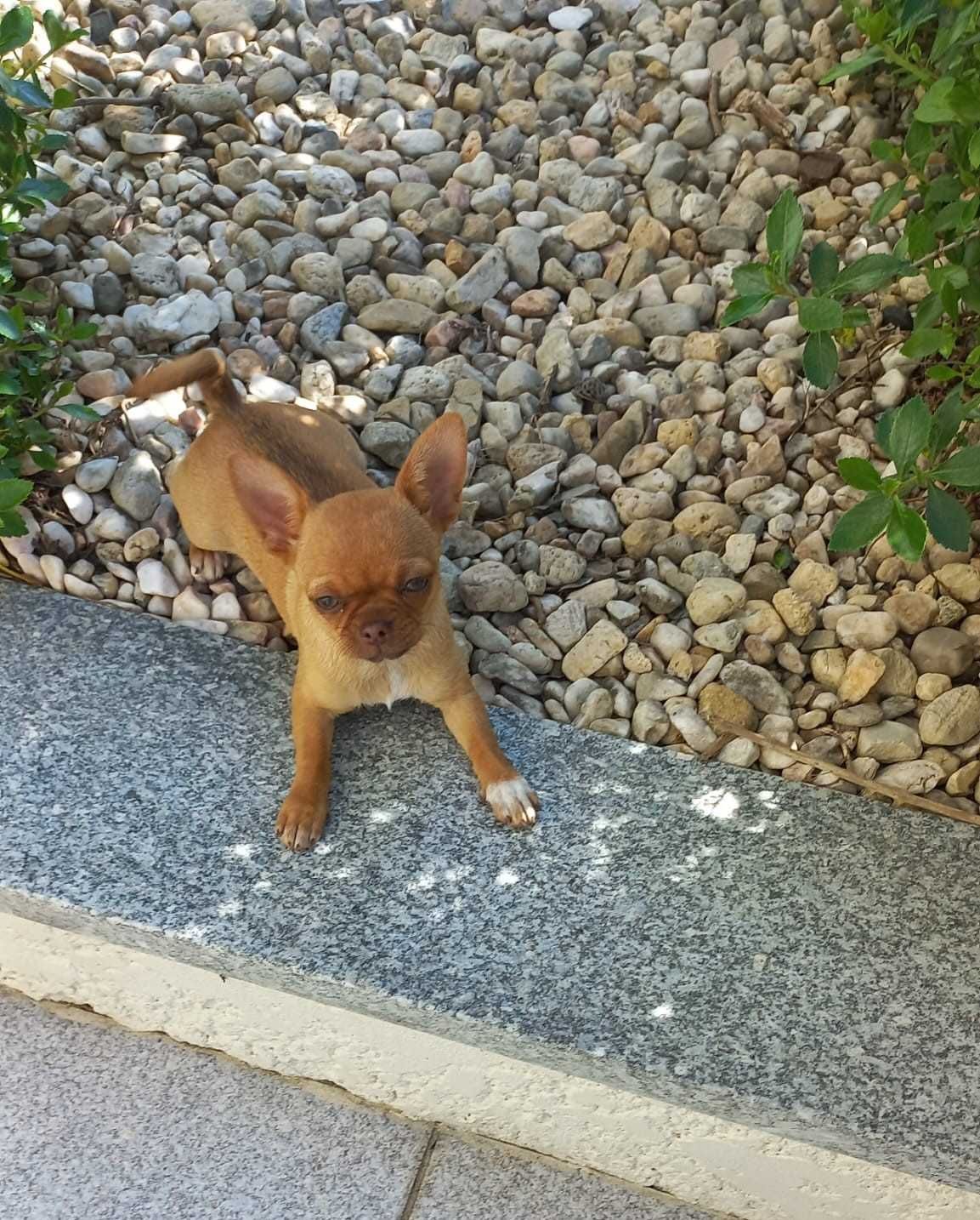 Chihuahua Miniatura Linhagem Russa