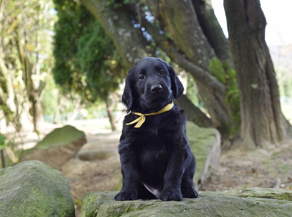 Flat Coated Retriever - czarny samiec FCI/ ZKwP
