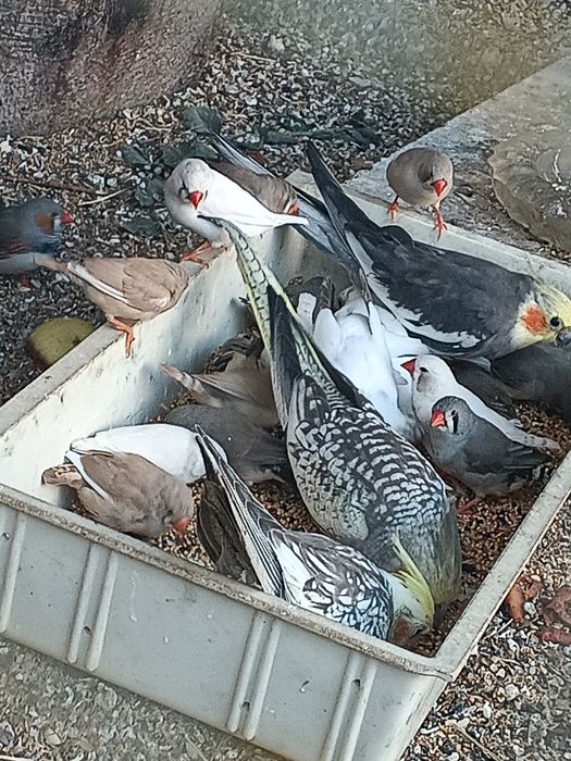 gołąbki diamentowe