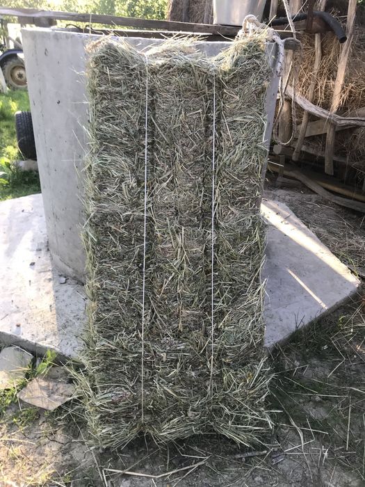 Продам цьогорічне сіно в тюках