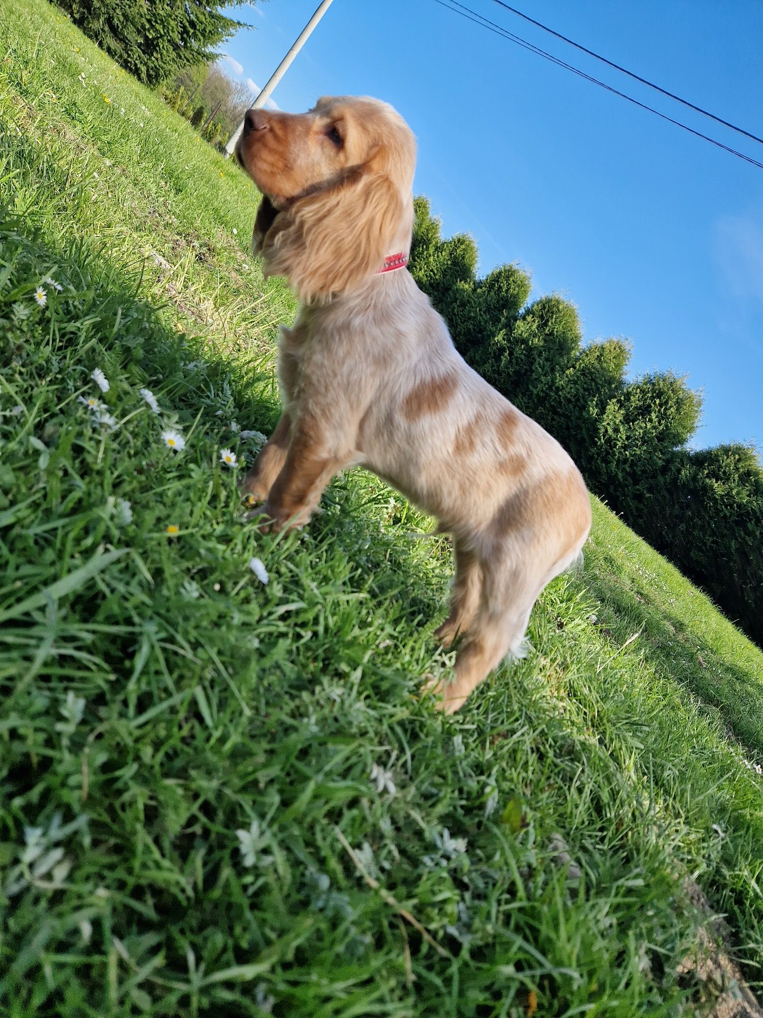 Piesek cocker spaniel