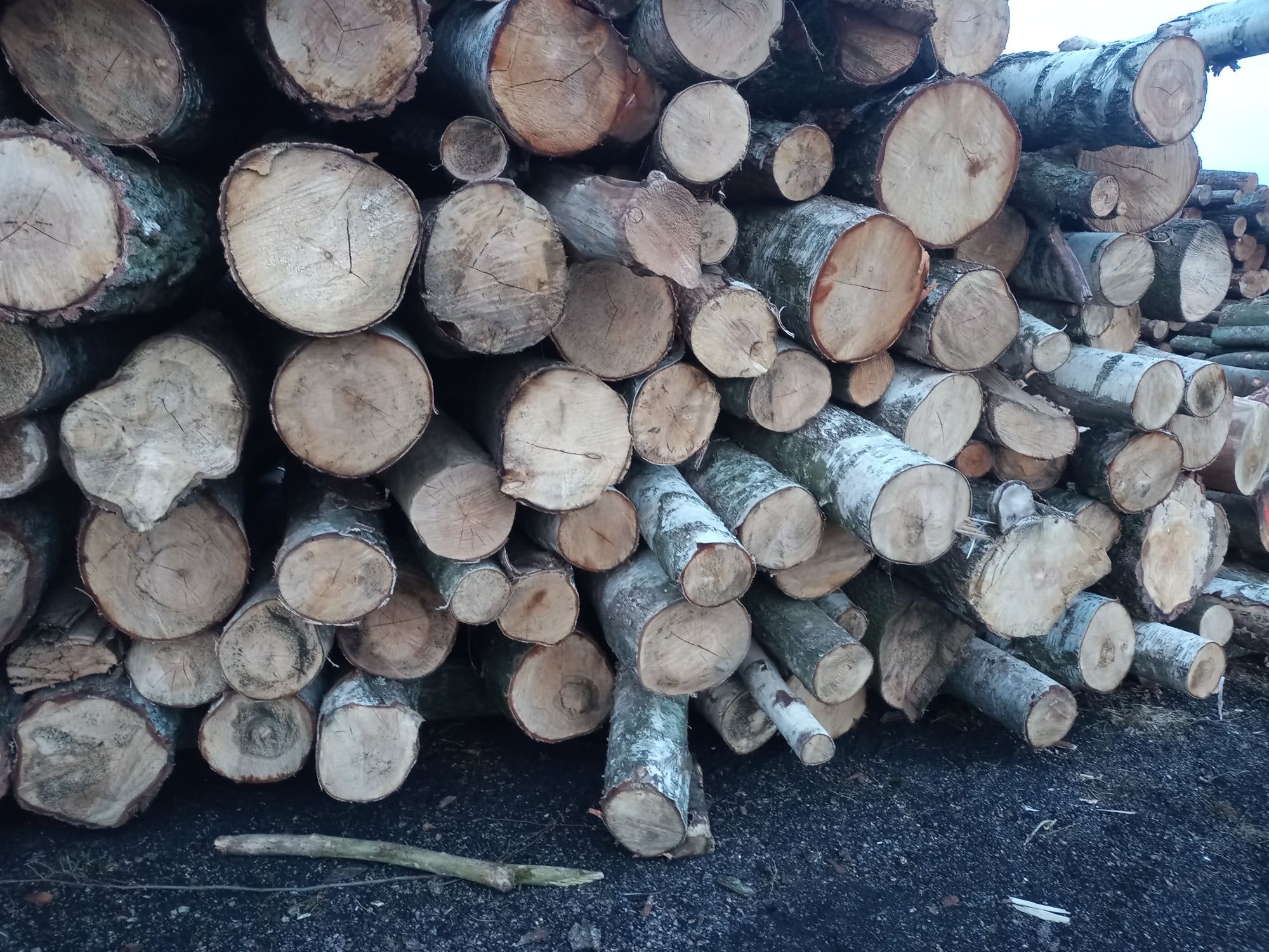Drewno opałowe kominkowe Brzoza różne gatunki sezonowana