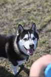 Hades-Siberian Husky szuka dobrego domu