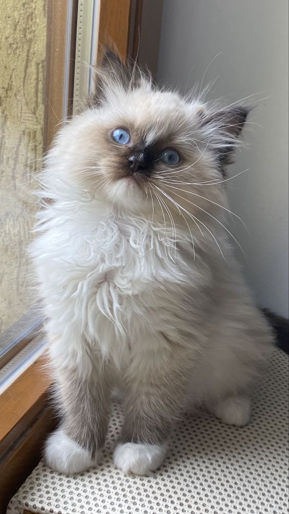 Kotka ragdoll do odbioru od zaraz rodowód FPL