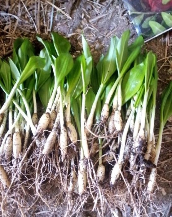 Черемша цибульки на посадку в саді