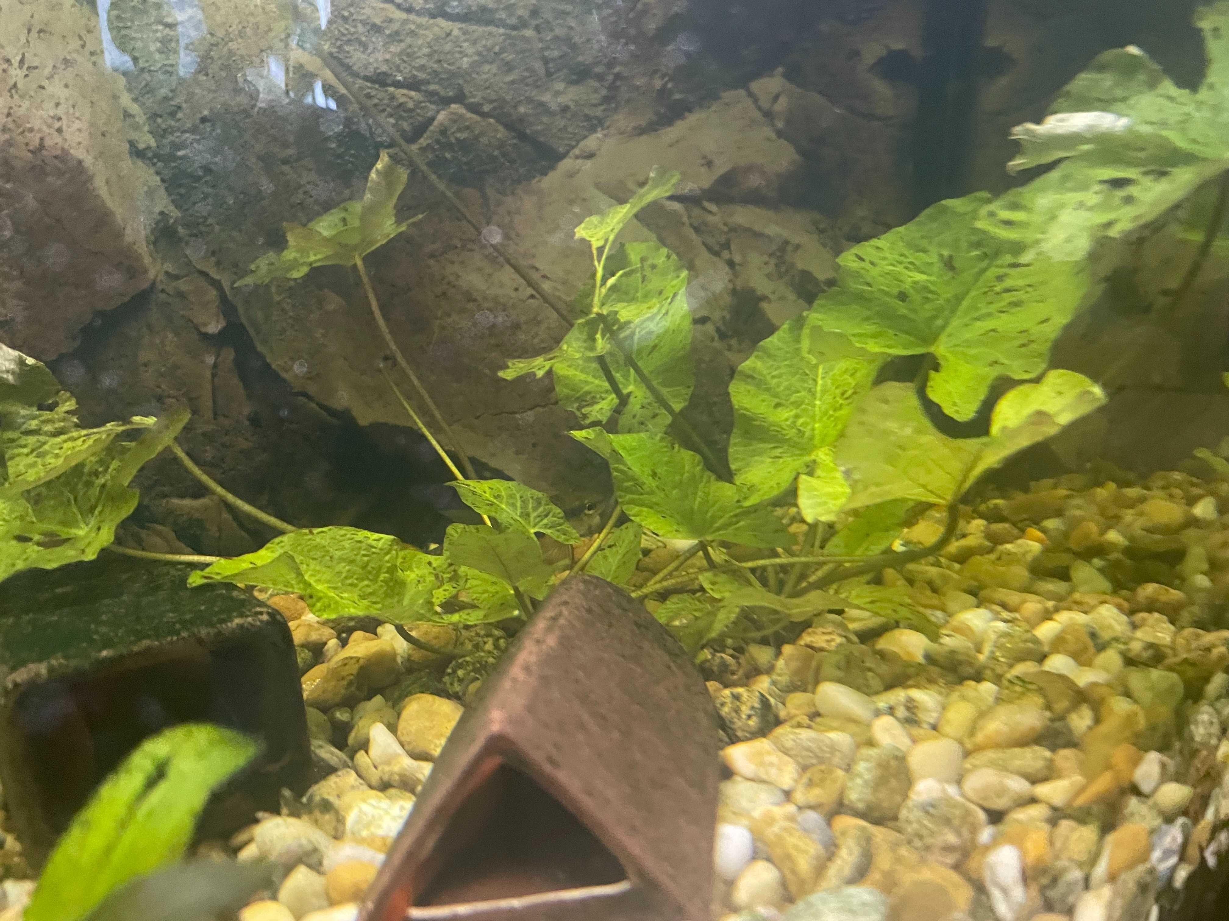 Rośliny  Cryptocoryne Wendtii Weinberg, Ludwigia repens ,Lotos tygrysi