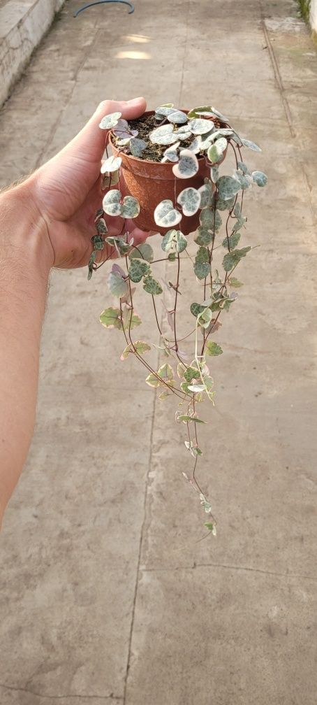2x Ceropegia Variegata