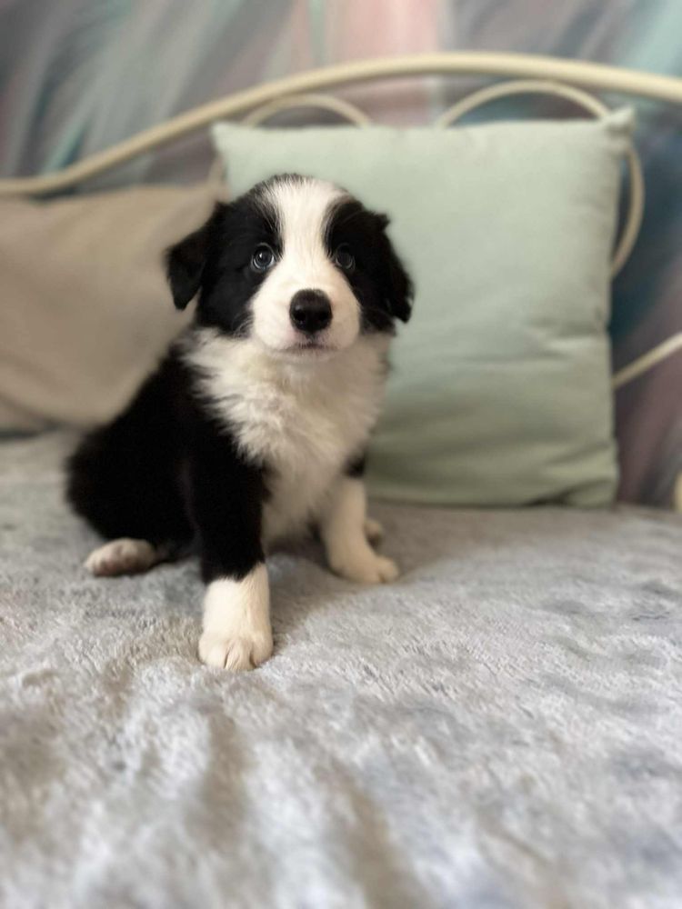 Chłopiec rasy Border Collie