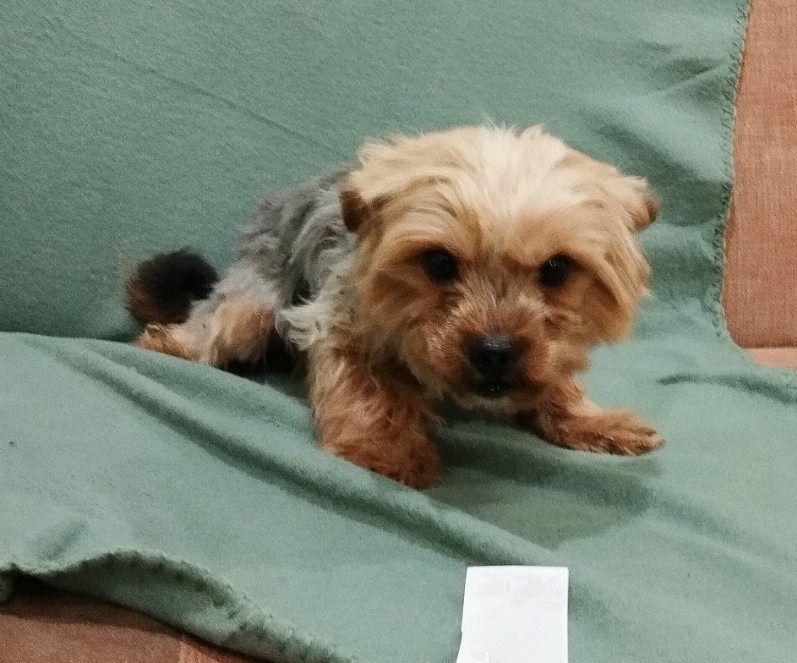 Sprzedam York Terrier