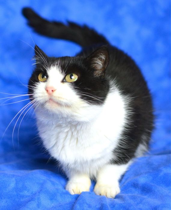 Кицюня безкоштовно Дніпро.  Кошка бесплатно