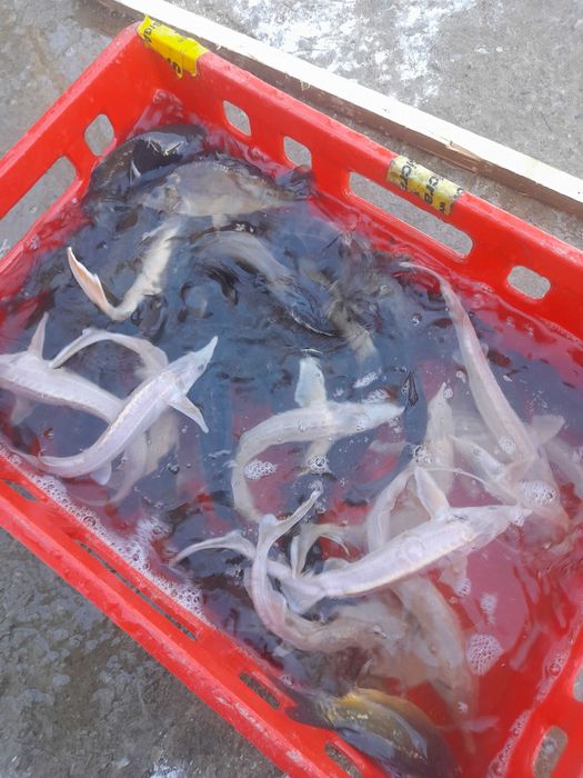 Narybek Jesiotr albinos Rosyjskie syberyjski Karp Lin Karaś koi Amur