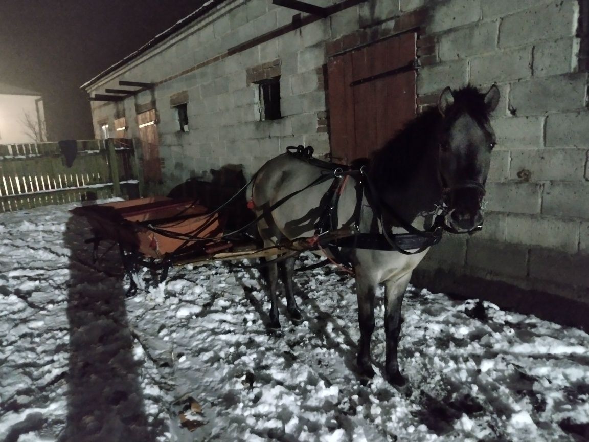 Konik Polski 3 lata