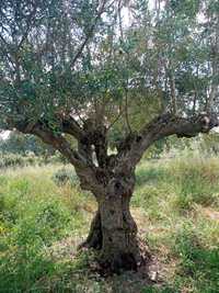 Oliveiras centenarias para jardim ou lenha