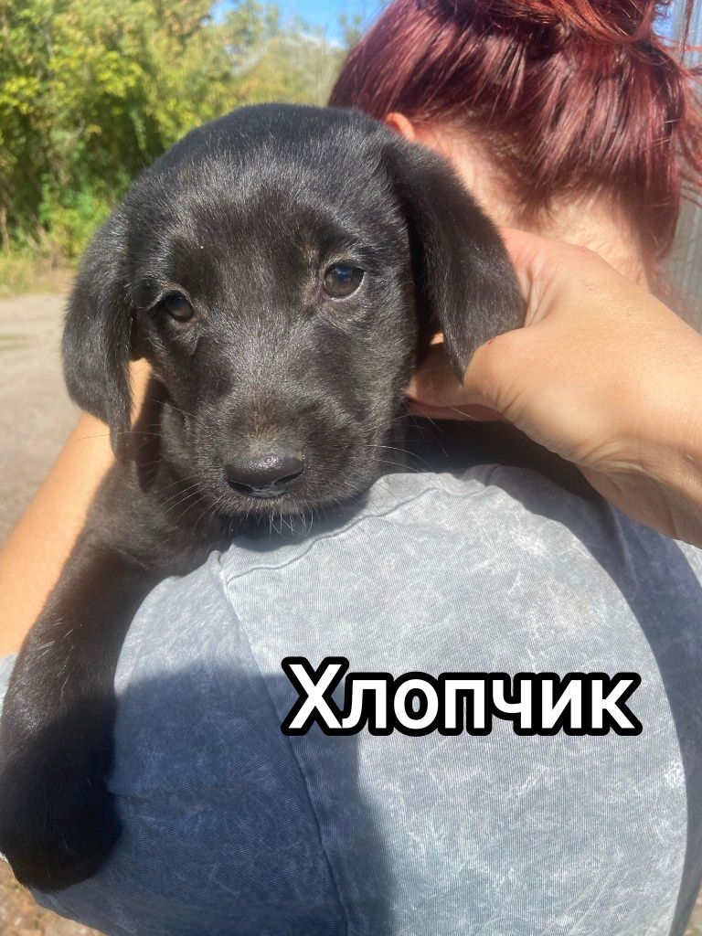Цуценята в добрі руки