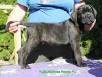 Cane Corso rod FCI RUSŁAN super pies dla osoby z doświadczeniem