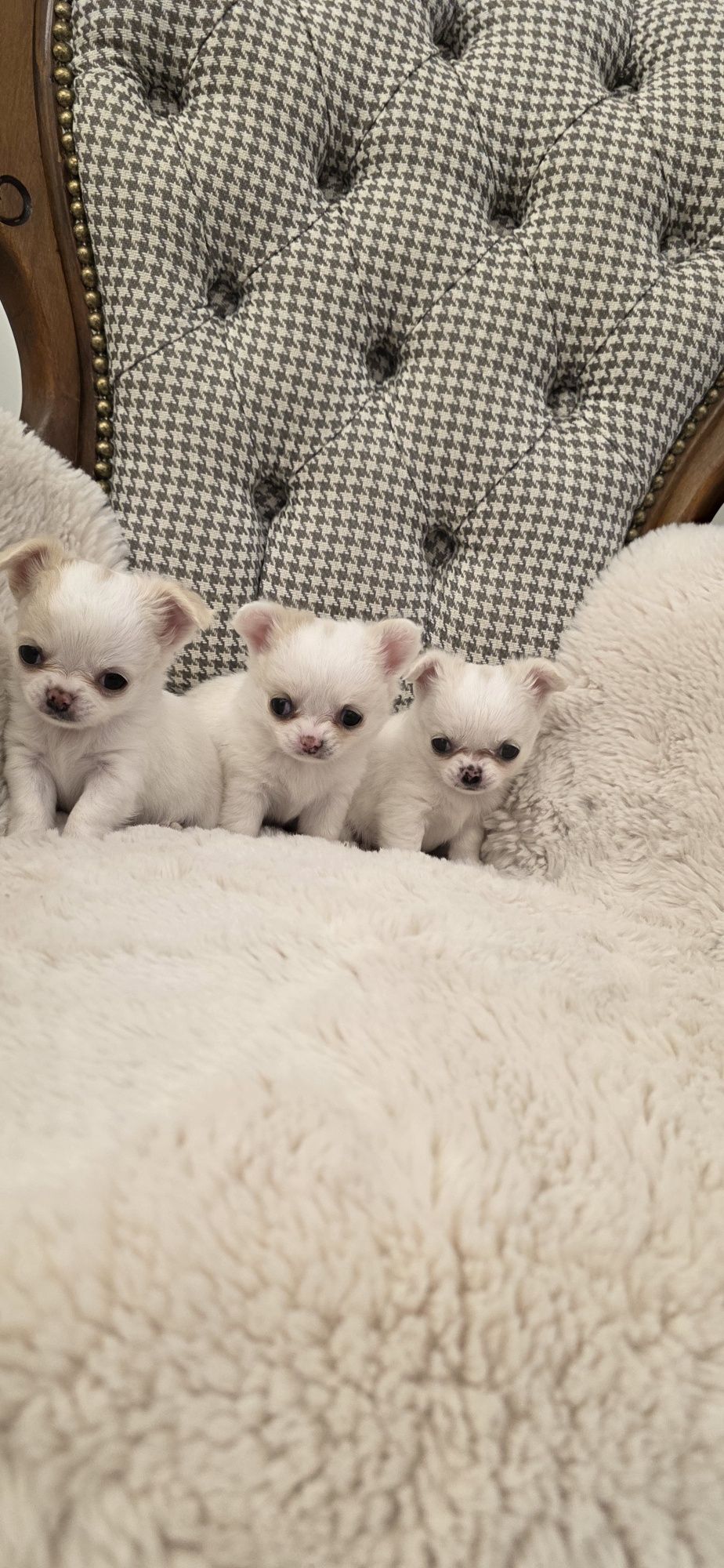 Sprzedam suczkę chihuahua ZKwP FCI