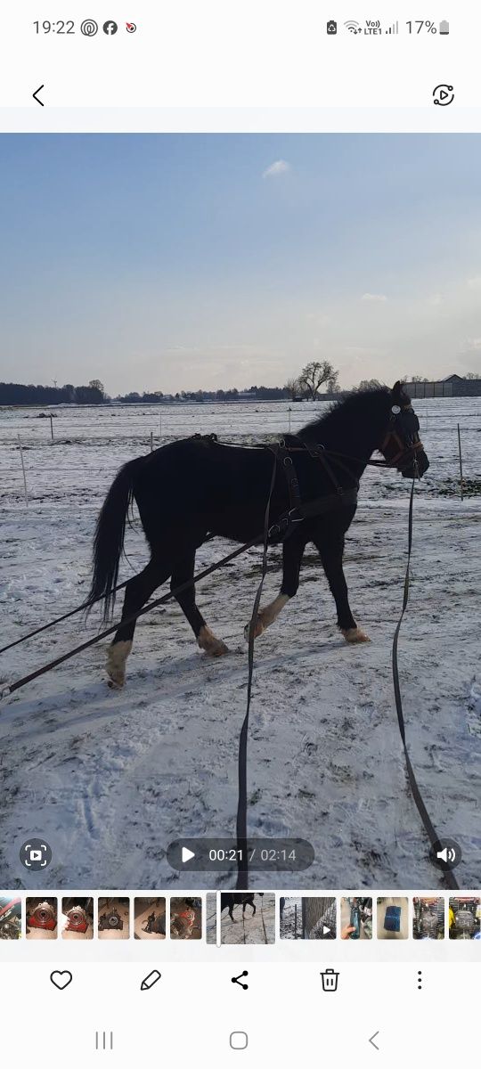 Sprzedam kuce walijskie