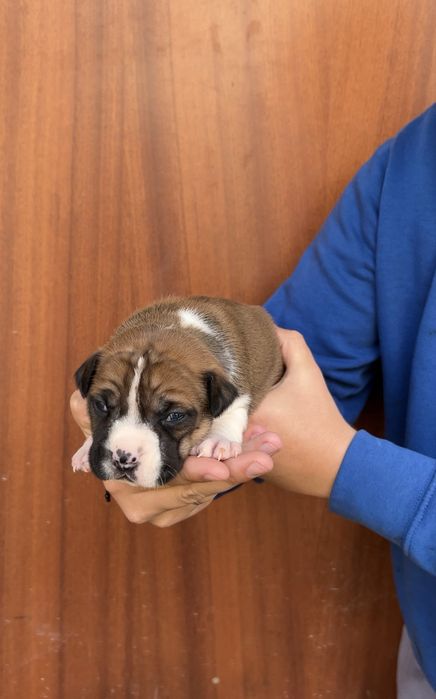 American Staffordshire Terrier