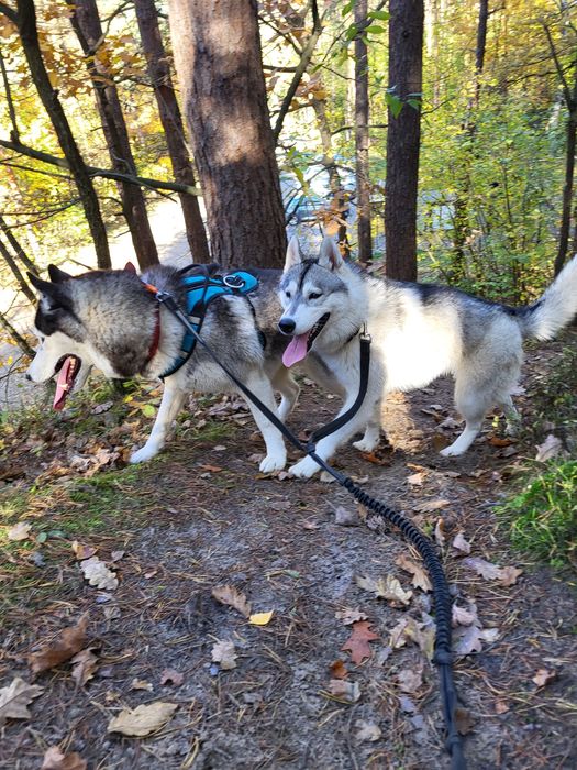 Suczka Siberian Husky szczenię zkwp fci