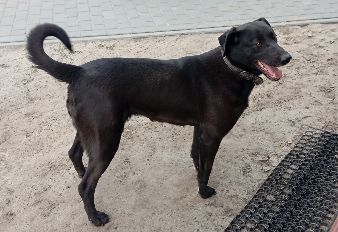 Piesek szuczka labradora